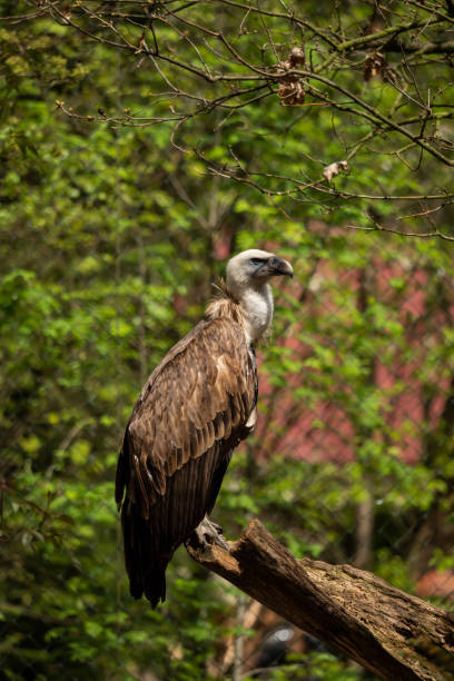 istock A griffon vulture in the enclosure on a branch 1127360856