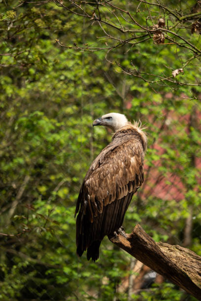istock A griffon vulture in the enclosure on a branch 1127360878