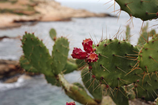 istock Beautiful Cacti with Some Cactus Fruits 1127361718