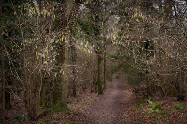 istock Winter Woodland Landscape 1127361878
