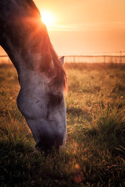 istock siwy shafts galloping at sunrise 1127362682