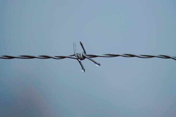 istock old metallic barbed wire fence 1127364088
