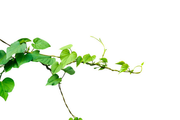 istock Heart shaped green leaves vine isolated on white background. 1127365125