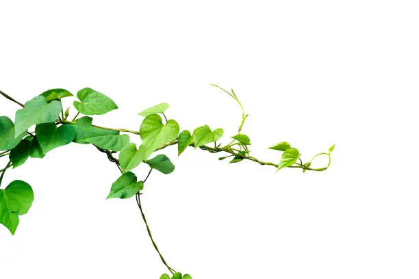 Photo of Heart shaped green leaves vine isolated on white background.