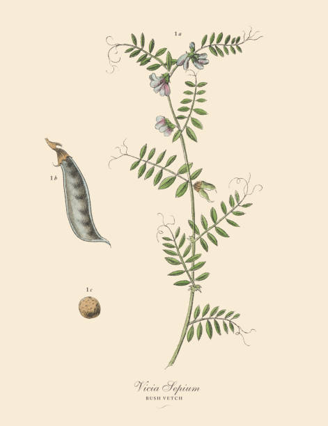 Very Rare, Beautifully Illustrated Antique Engraved Victorian Botanical Illustration of Bush Vetch, Legumes Including Clover, Peas, Beans and Alfalfa: Plate 12, Published in 1886. Source: Original edition from my own archives. Copyright has expired on this artwork. Digitally restored.