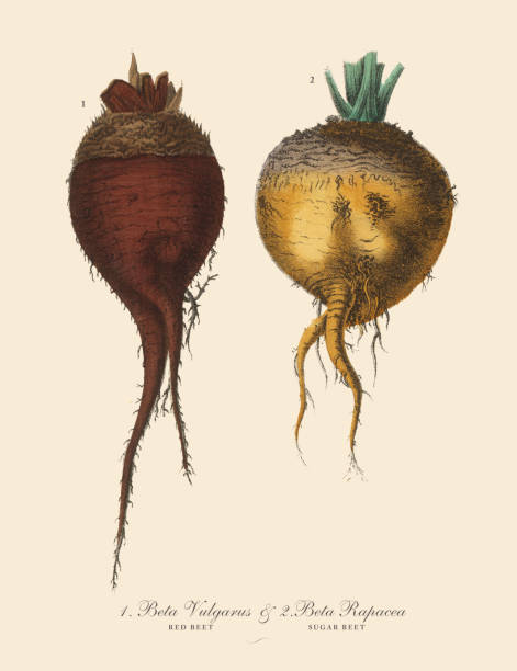 illustrazioni stock, clip art, cartoni animati e icone di tendenza di barbabietola rossa & barbabietola da zucchero, radici e ortaggi, illustrazione botanica vittoriana - beet common beet isolated sugar beet