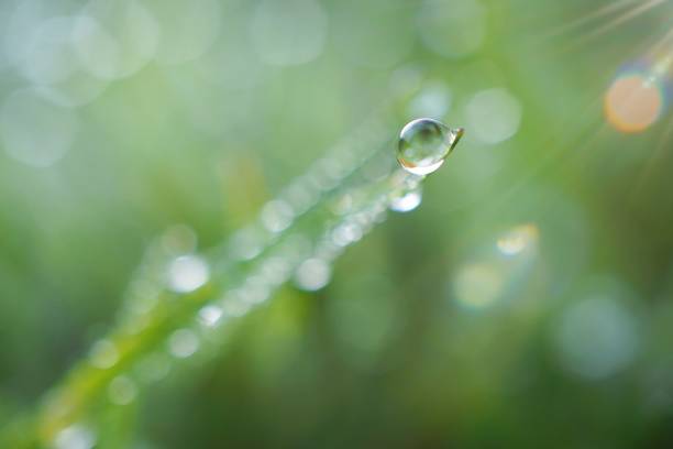 istock drops on the green grass leaves 1127367476