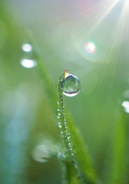 istock drops on the green grass leaves 1127367484
