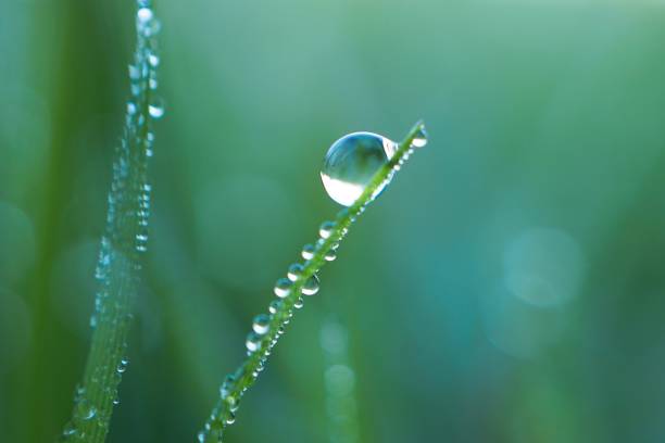 istock drops on the green grass leaves 1127367528