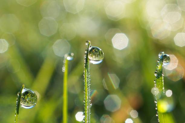 istock drops on the green grass leaves 1127367532
