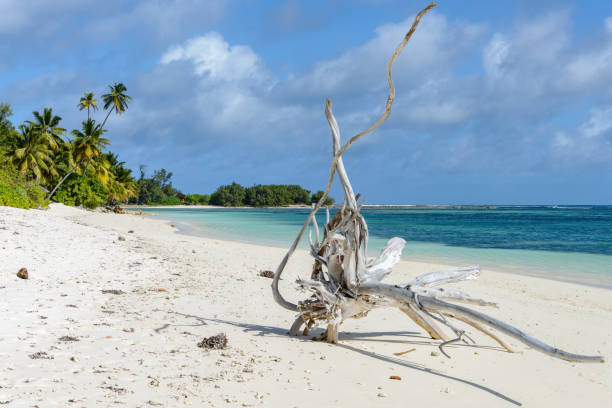 istock A tropical beach with sand and clear water. 1127368323