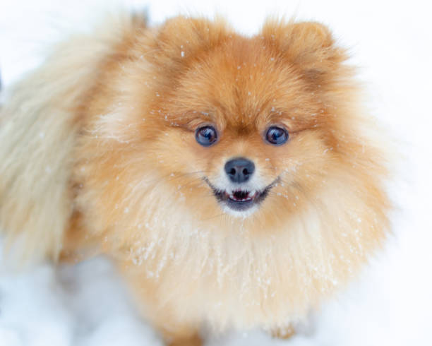istock Puppy Pomeranian Spitz on a winter walk in the park. 1127368660