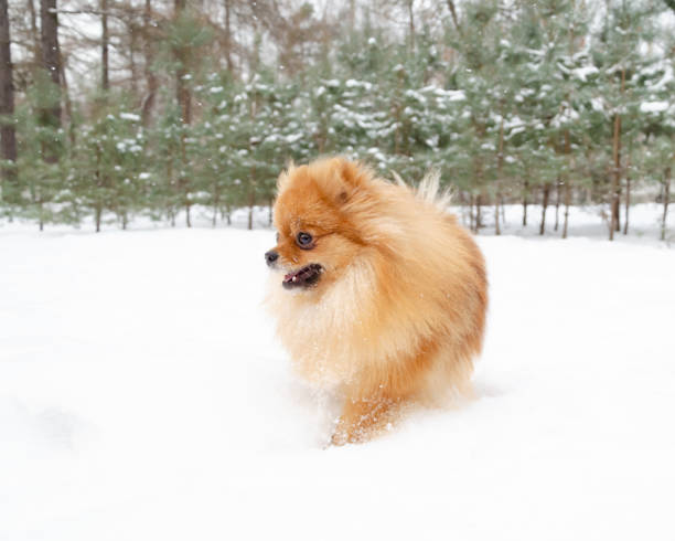 istock Puppy Pomeranian Spitz on a winter walk in the park. 1127368779