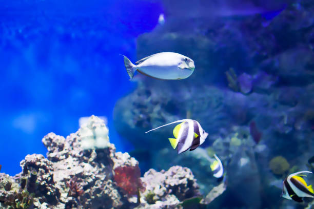 istock Tropical sea fish in blue water 1127368832