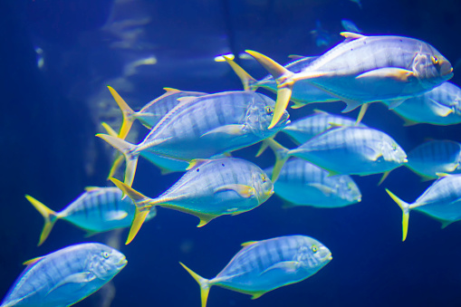 A flock of large tropical marine fish.Underwater world