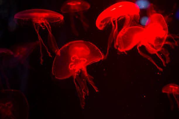 istock Beautiful jellyfish underwater 1127369522