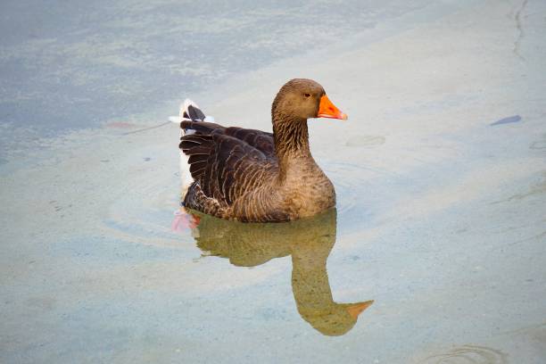 istock goose duck in the water 1127370079