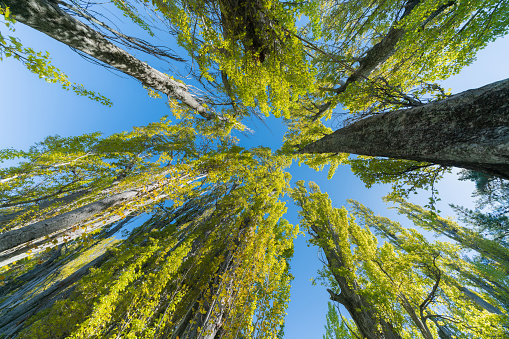 Poplar trees reach upwards towards beautiful blue sky