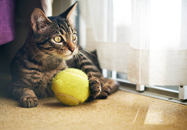 istock Kitten looks off into the distance 1127370405