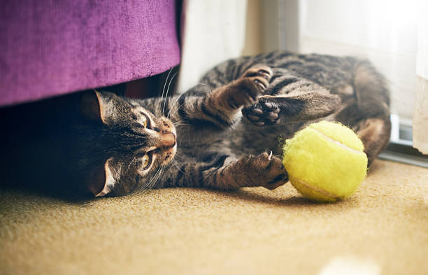 istock Kitten plays with tennis ball on the carpet 1127370407