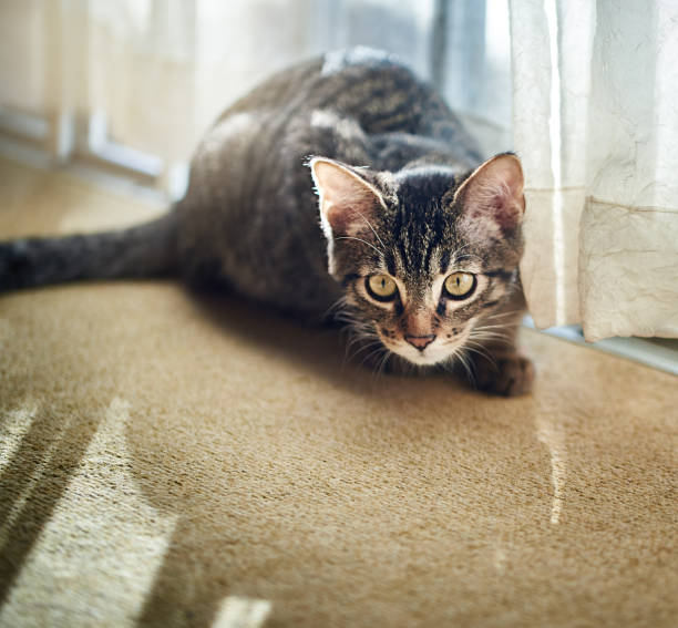 istock Kitten looks off into the distance 1127370410