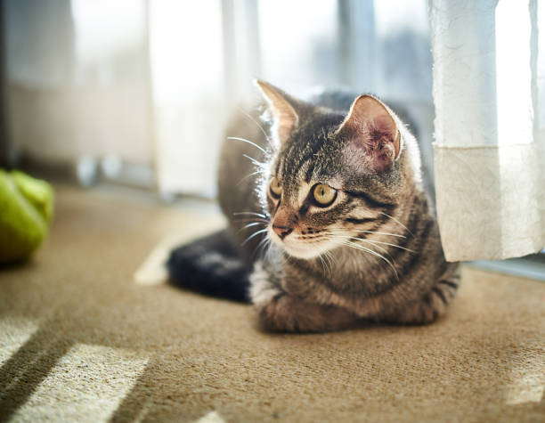istock Kitten looks off into the distance 1127370412