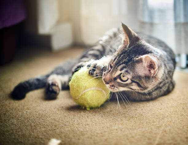 istock Kitten playing with a tennis ball 1127370416