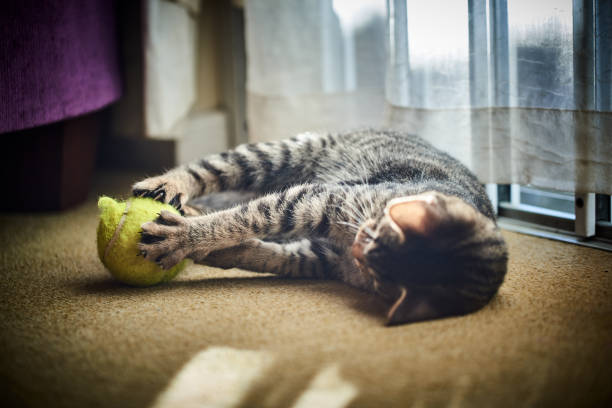istock Kitten playing with a tennis ball 1127370423