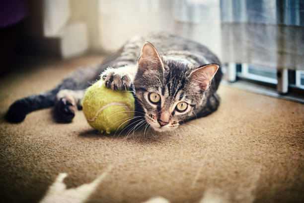 istock Kitten playing with a tennis ball 1127370425
