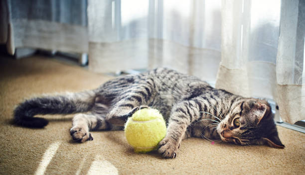 istock Kitten playing with a tennis ball 1127370427