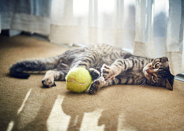 istock Kitten playing with a tennis ball 1127370431