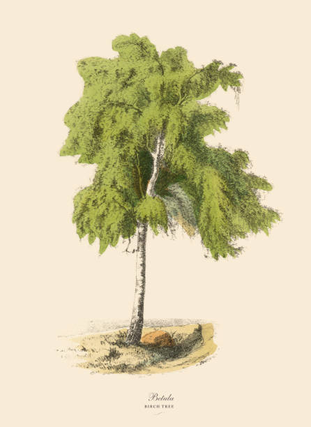 birke oder betula, viktorianischen botanische illustration - silver birch tree stock-grafiken, -clipart, -cartoons und -symbole