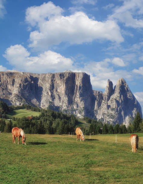 istock Mount Schlern on Seiser Alm,South Tirol,Italy 1127372607