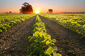 Soy field and soy plants growing in rows, at sunset
