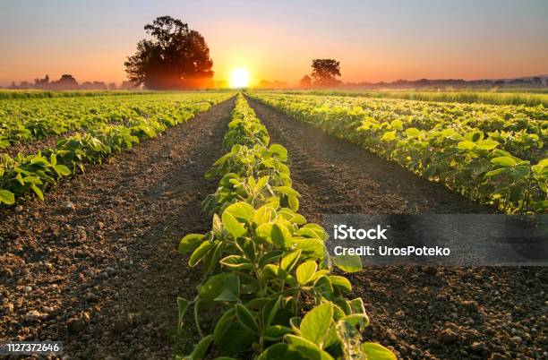 Soy Field And Soy Plants Growing In Rows At Sunset Stock Photo - Download Image Now