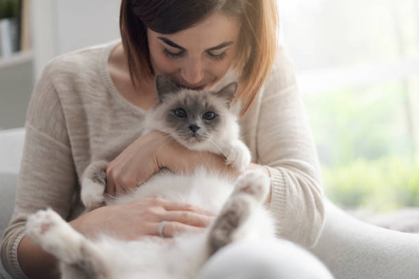 mujer acariciando su hermoso gato en casa - adult affectionate love animal fotografías e imágenes de stock