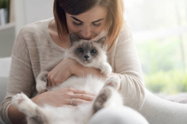 Woman petting her beautiful cat at home Young happy woman sitting on the armchair in the living room and petting her beautiful cat purebred cat stock pictures, royalty-free photos & images