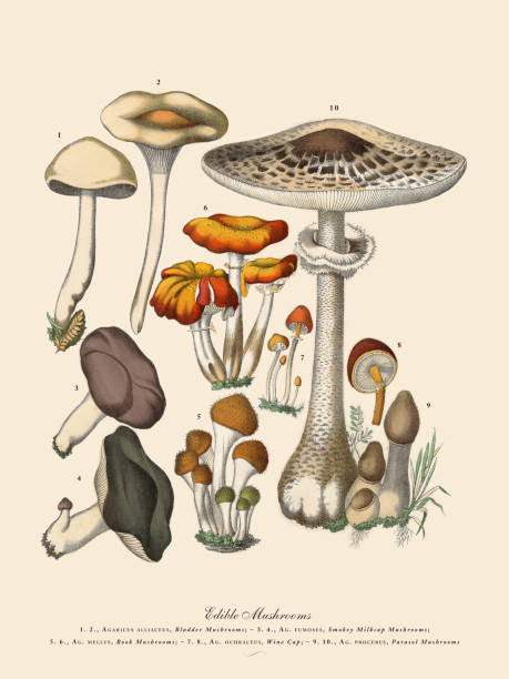 ilustrações de stock, clip art, desenhos animados e ícones de edible mushrooms, victorian botanical illustration - flower head annual beauty close up