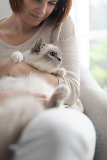 istock Woman petting her beautiful cat at home 1127373378
