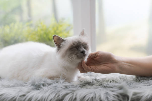 istock Woman caressing a cat lying on a fluffy carpet 1127373484