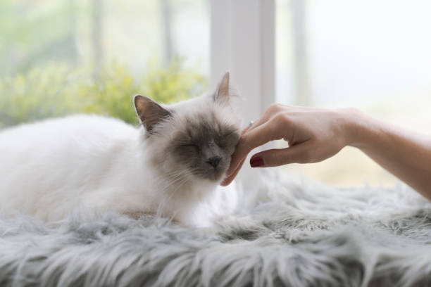 istock Woman caressing a cat lying on a fluffy carpet 1127373496