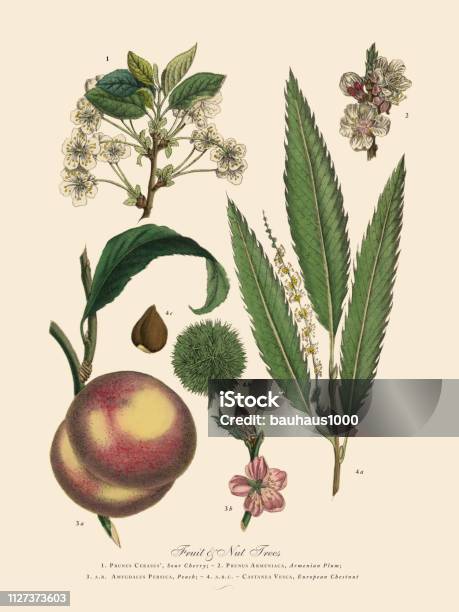 Nut And Fruit Trees Of The Garden Victorian Botanical Illustration Stock Illustration - Download Image Now