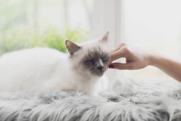 istock Woman caressing a cat lying on a fluffy carpet 1127373653
