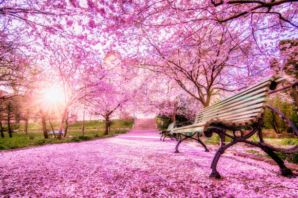 arbre de la cerise - park tree landscape botany photos et images de collection