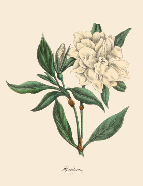 ilustraciones, imágenes clip art, dibujos animados e iconos de stock de planta de gardenia, victoriano ilustración botánica - magnolia white single flower flower