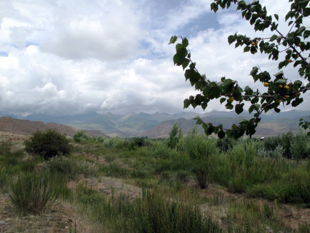 in the mountains of Kyrgyzstan in the mountains of Kirghizia valley and on the right a tree of apricots"n горная гряда stock pictures, royalty-free photos & images