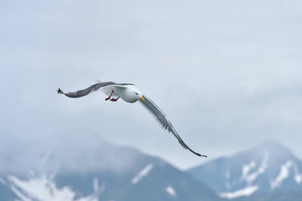 istock Flying seagull on a background of mountains. 1127374754