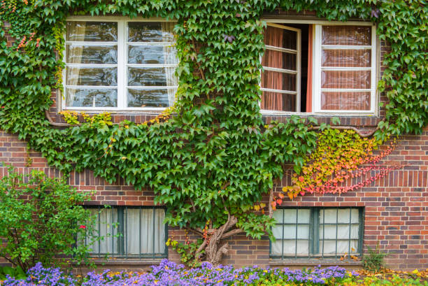 istock Green ivy on  house with white window 1127374782