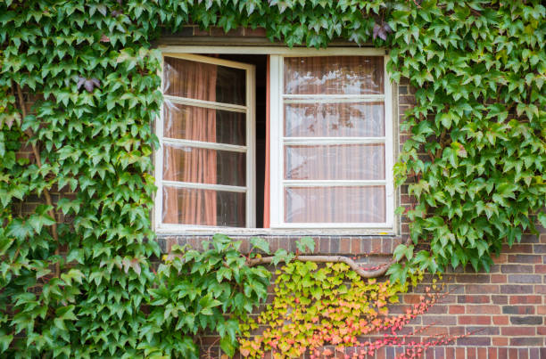 istock Green ivy on  house with white window 1127374834