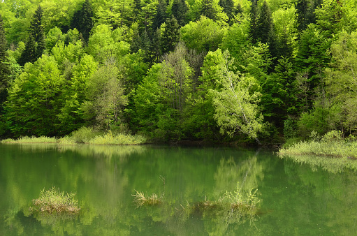 Young, green spring mixed mountain forest on the lake shore, some willows in water and green reflection, overall light green tone